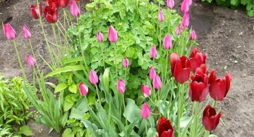 Kdy a jak zasadit tulipány na uralu na podzim, zejména rostoucí